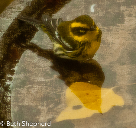 Townsend's Warbler in birdbath