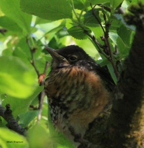 Baby Bird