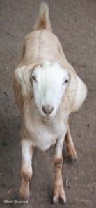 Got yer goat