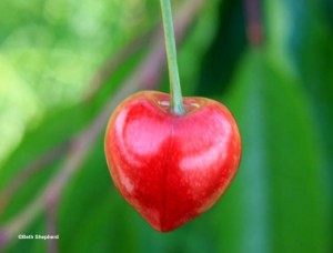heart-shaped cherry heart-shaped cherry