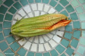 squash blossom squash blossom