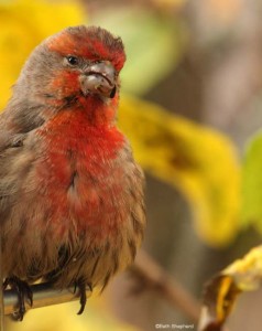 Red Finch in Fall