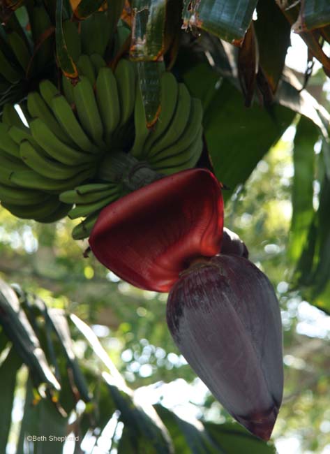 Bananas and banana flower