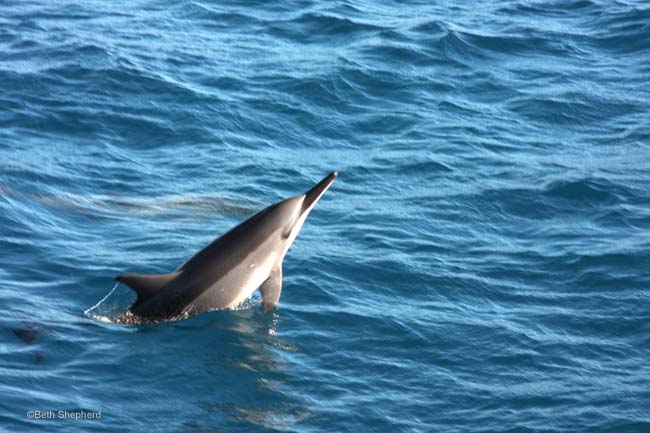 Kauai spinner dolphin