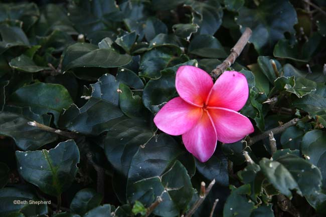 Pink Plumeria Kauai