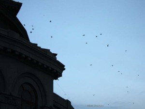 Birds by Yerevan Opera house Armenia