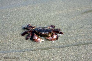  crab Salt Creek County Park
