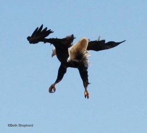 eagle landing Salt Creek County Park