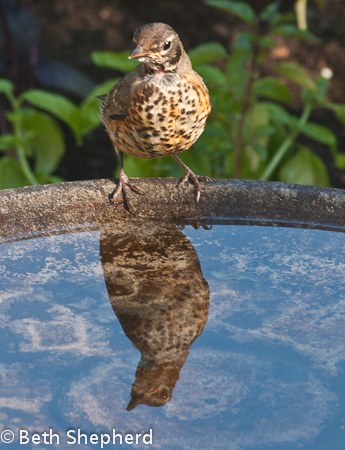 Young robin and reflection