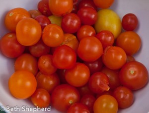 Garden fresh tomatoes
