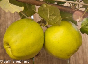 Two Jonagolds, apple espalier