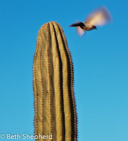 Bird flying off cactus