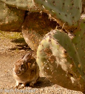 Bunny and prickly pear