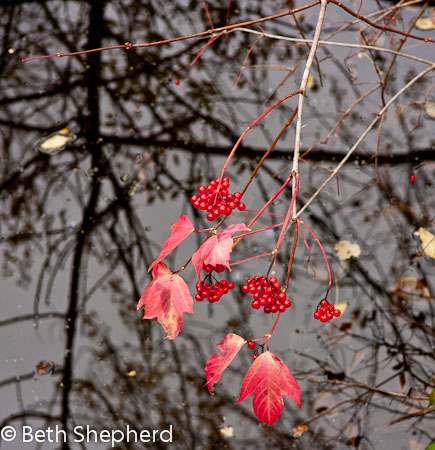 Berries and refllections at Washington Park Arboretum Berries and refllections at Washington Park Arboretum