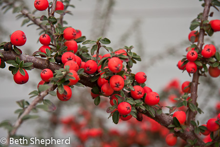 Berry bush at Washington Park Arboretum Berry bush at Washington Park Arboretum