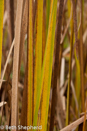 Grasses at Washington Park Arboretum Grasses at Washington Park Arboretum