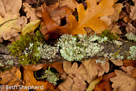 Lichen and moss at Washington Park Arboretum Lichen and moss at Washington Park Arboretum