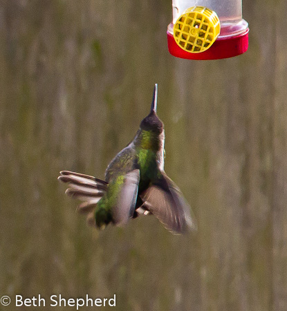 Hummingbird heading for the feeder