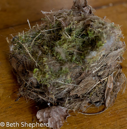 Chickadee nest large 2
