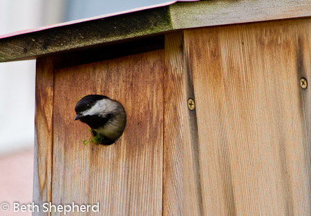 Chickadee poking his head out of the nest