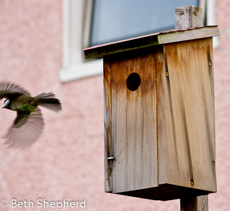 Chickadeeon taking flight from the birdhouse