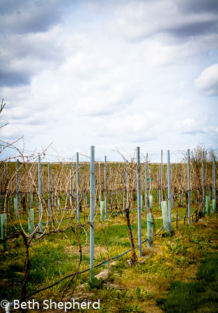 Walla Walla grapevines