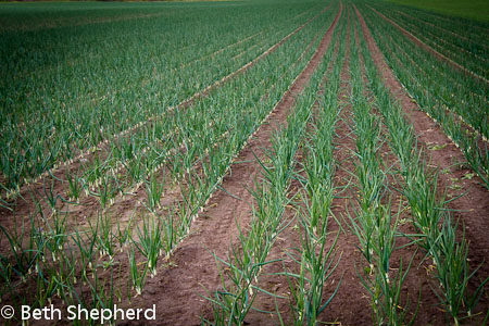 Walla Walla rows of onions
