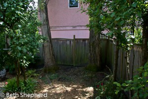 Minus one plum tree Minus one plum tree