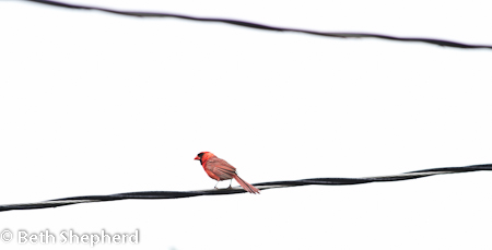 Cardinal on a wire