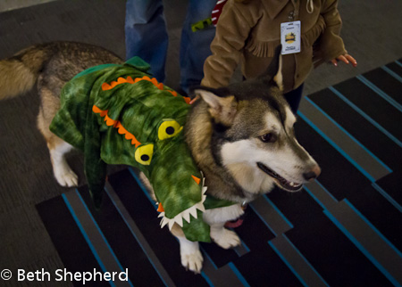 Dog in 'gator costume