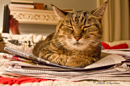 Maggie cat on the New York Times