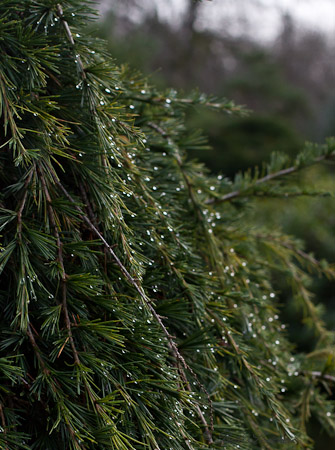 Raindrops on pine