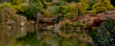 pond reflections Kubota Garden