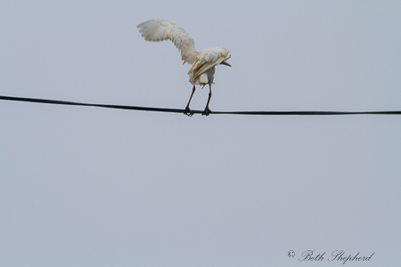 Dance of the white crane