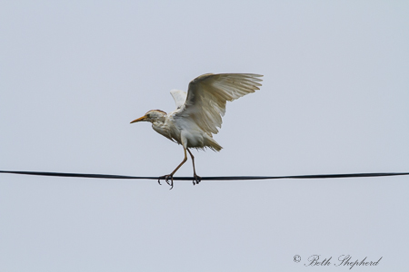 Dance of the white crane 