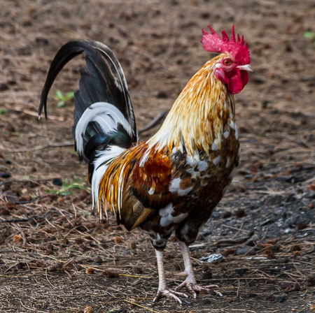 Kauai rooster 