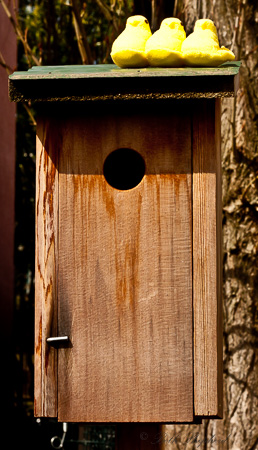 Peeps at the birdhouse