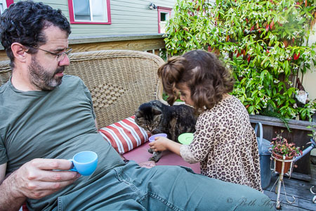 Maggie cat sniffs the tea