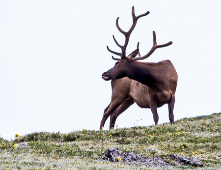 Bull elk