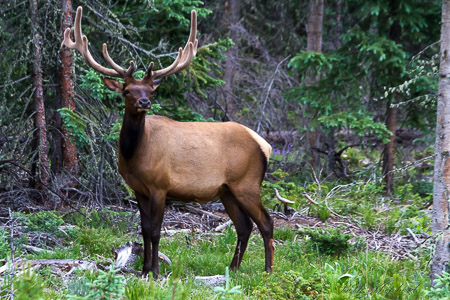 Majestic elk