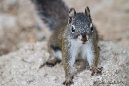 Rocky Mountain squirrel