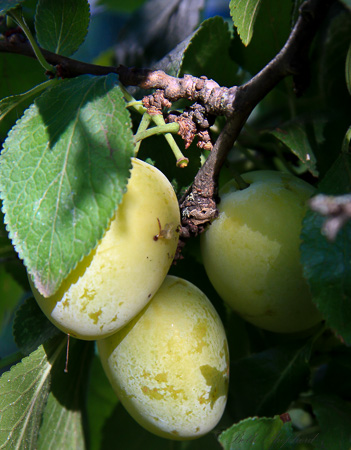 Greengage plums in our tree