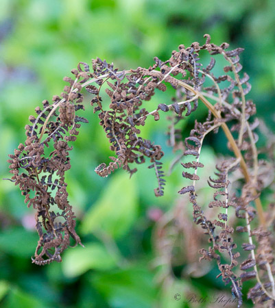 Dying fern 