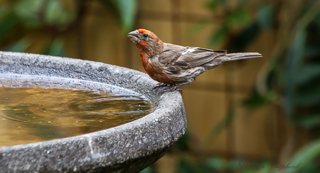 Finch at the birdbath