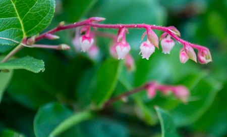 Salal flowers in the Washington Park Arboretum