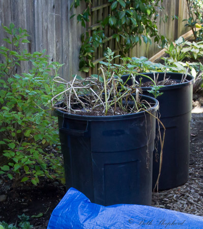 Two buckets of potatoes