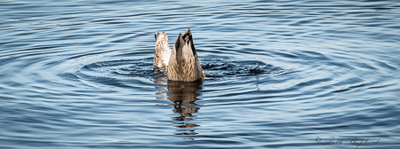 Duck butts up Duck butts up