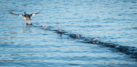 Merganser takes flight Merganser takes flight