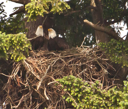 Eagles nesting