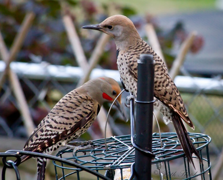 Flickers at the feeder